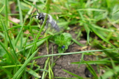 Andrena cineraria