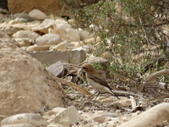Oenanthe hispanica