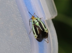 Poecilocapsus nigriger