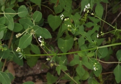 Galium mexicanum