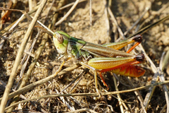 Stenobothrus fischeri