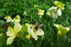 Anthophora plumipes