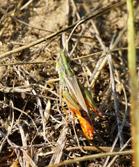 Stenobothrus fischeri