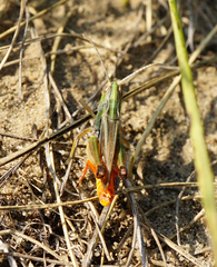 Stenobothrus fischeri