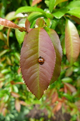 Harmonia axyridis