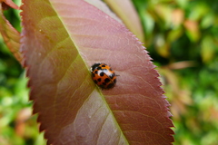 Harmonia axyridis