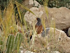 Emberiza sahari