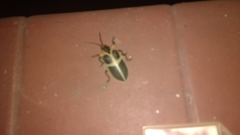 Mecistomela marginata