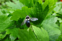 Andrena cineraria