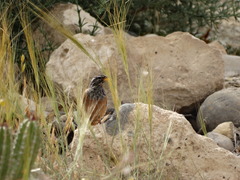 Emberiza sahari