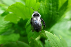 Andrena cineraria