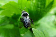 Andrena cineraria