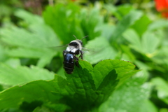 Andrena cineraria