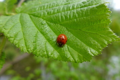 Harmonia axyridis