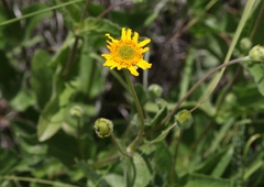 Lasianthaea podocephala