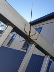 Tropidoderus childrenii