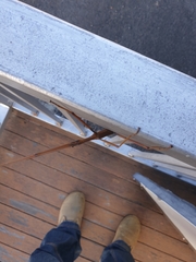 Tropidoderus childrenii