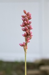 Persicaria