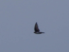 Stelgidopteryx ruficollis