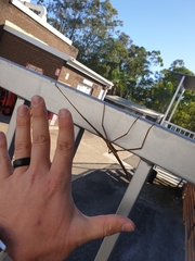 Tropidoderus childrenii