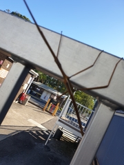 Tropidoderus childrenii