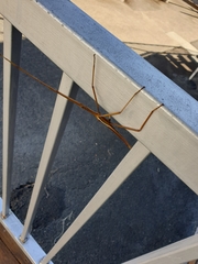 Tropidoderus childrenii