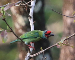 Psilopogon malabaricus