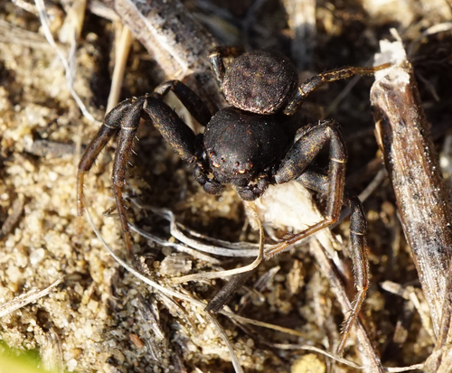 Bassaniodes robustus