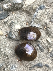 Corbicula fluminea