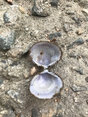 Corbicula fluminea