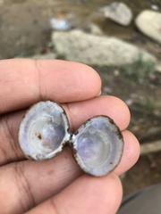 Corbicula fluminea