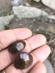 Corbicula fluminea