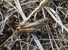 Stenobothrus fischeri