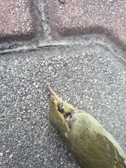 Phylloscopus borealis