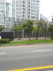 Phylloscopus borealis