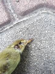 Phylloscopus borealis