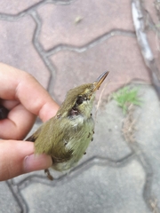 Phylloscopus borealis