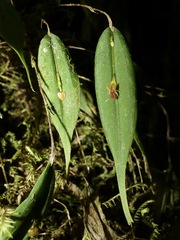 Lepanthes mucronata