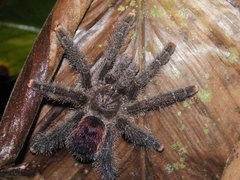 Avicularia juruensis