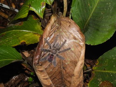 Avicularia juruensis
