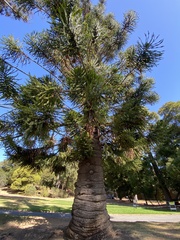 Araucaria bidwillii