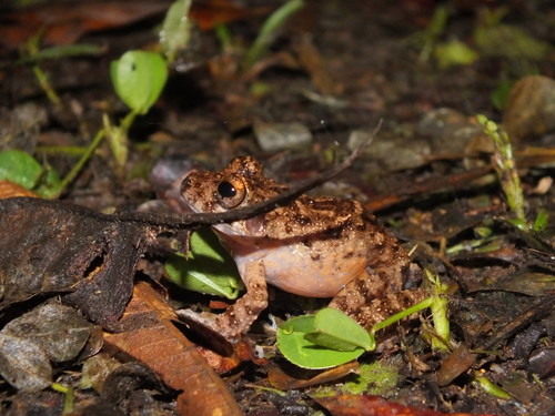 Oreobates quixensis