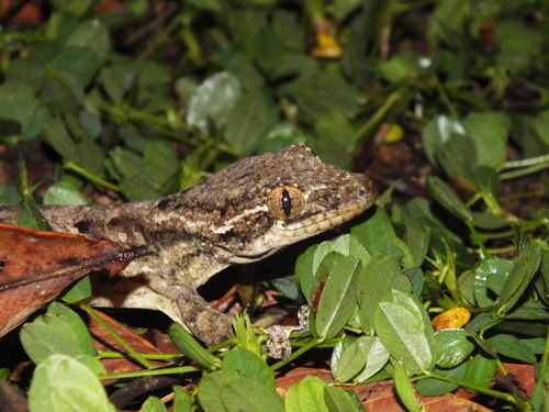 Thecadactylus solimoensis