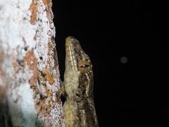 Thecadactylus solimoensis