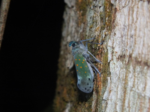 Enchophora leae
