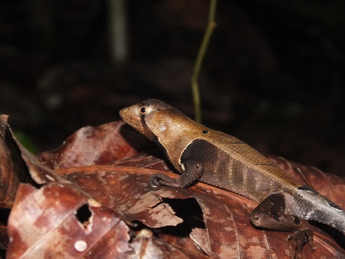 Stenocercus fimbriatus