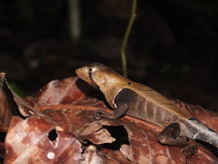 Stenocercus fimbriatus