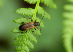 Cortodera femorata