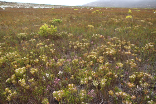 Image of Erica gnaphaloides by (c) Tony Rebelo, some rights reserved (CC BY-SA)