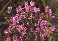 Erica gnaphaloides